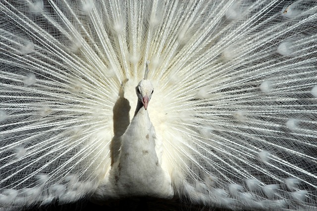 科克达成西甲500场里程碑，成代表单一球队第七人